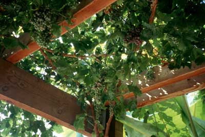 Wood Shop: Guide to Get Plans for grape arbor